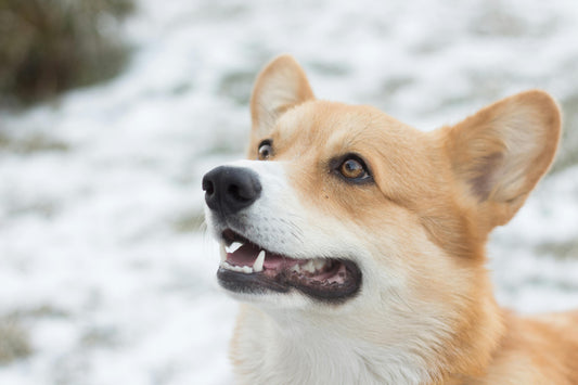 Puppy Love and Healthy Treats: Keeping Your Dogs Happy All Winter Long