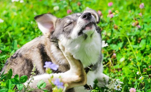 Understanding Pet Allergies and the Benefits of Alligator Jerky: The Best Novel Protein Treat - BarkiesNGoodies