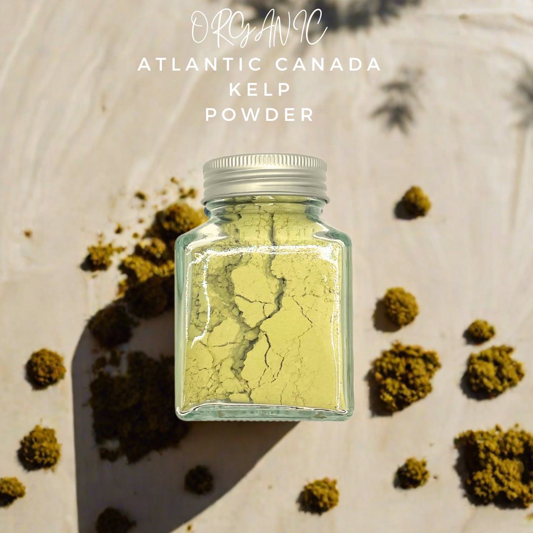 Organic Atlantic Canada Kelp Powder - Superfood for Dogs and Cats - BarkiesNGoodies